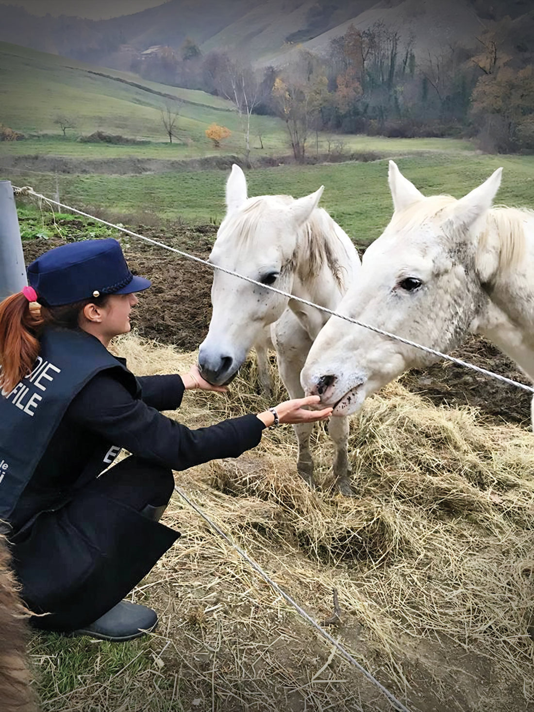 Un futuro senza macellazione dei cavalli - Cosa deve Cambiare?